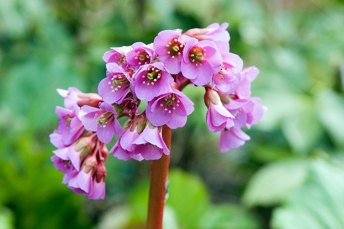 Bergenia purpurascens 'Ballawley'