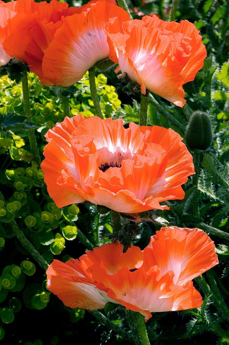 Papaver orientale 'Picotee'