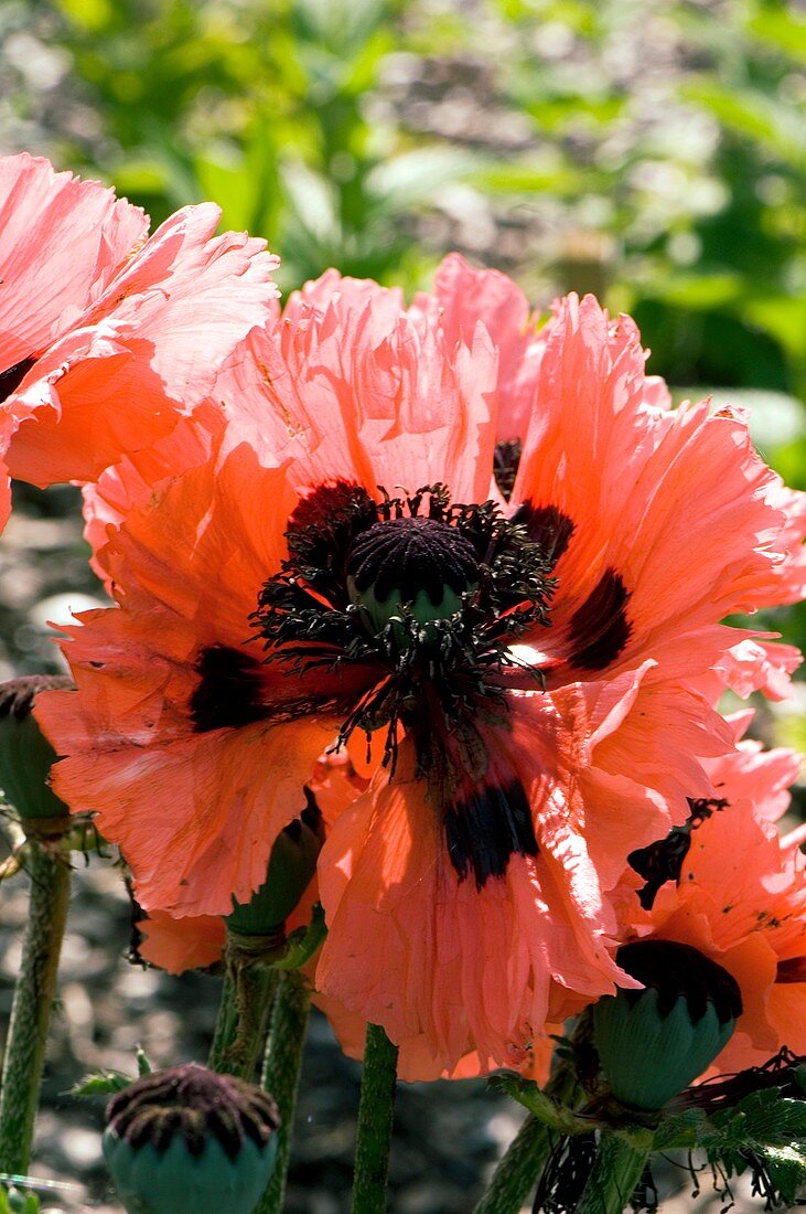 Papaver orientale 'Pink Ruffles'