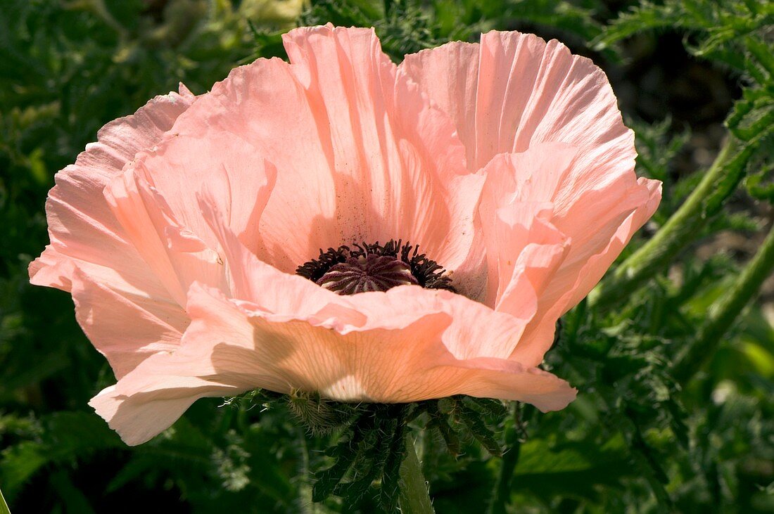 Papaver orientale 'Spring Time'