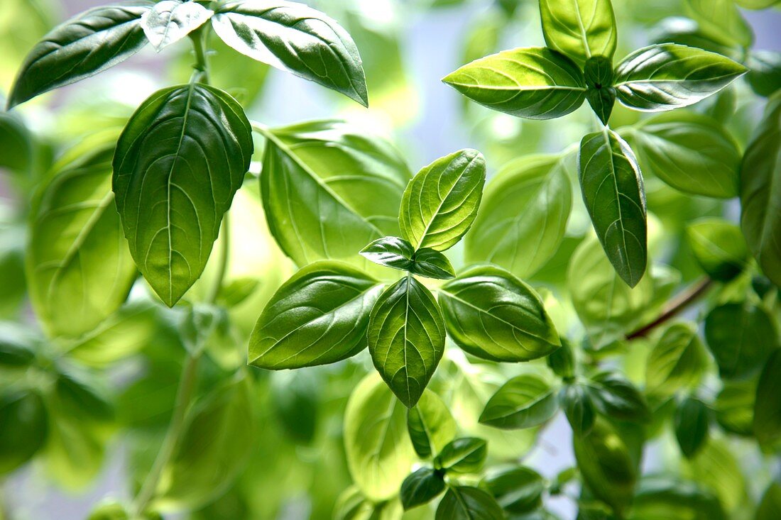 Basil leaves