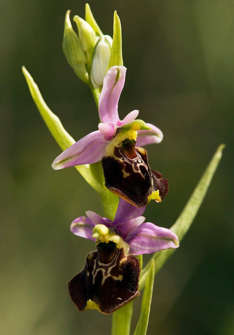 Late Spider Orchid (Ophrys fuciflora)