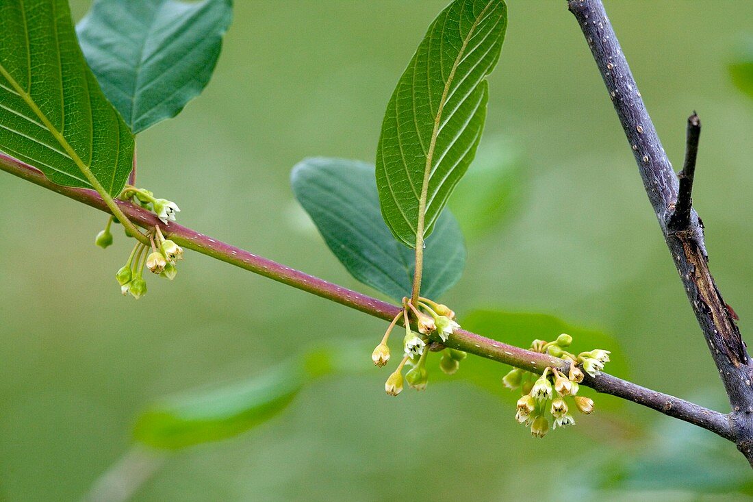 Alder buckthorn (Frangula alnus)