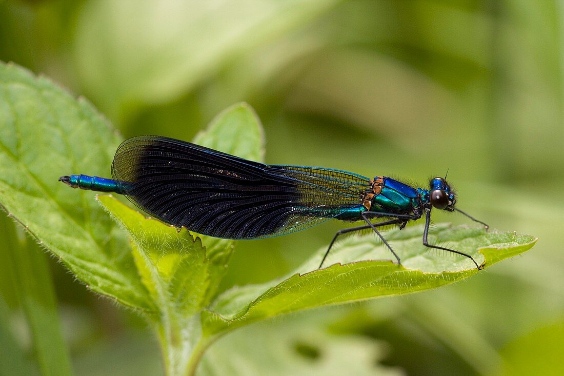 A Banded Agrion Damselfly