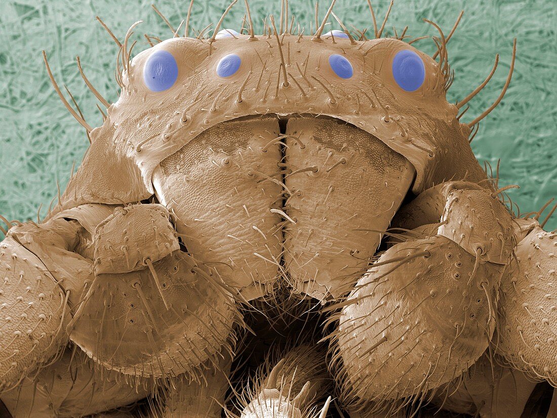 Spider's head,ESEM