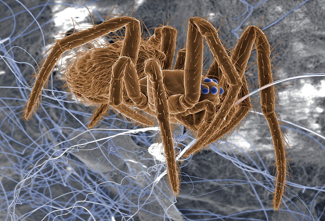 Spider and silk threads,ESEM