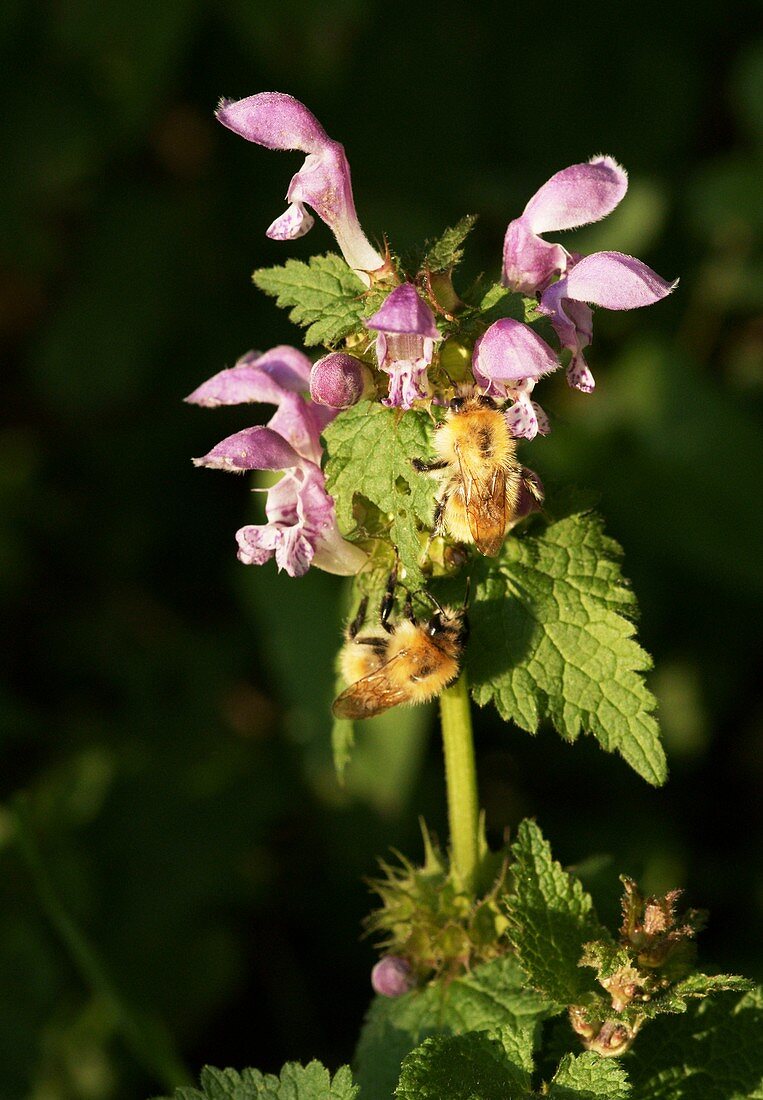 Bees on Lamium maculatum