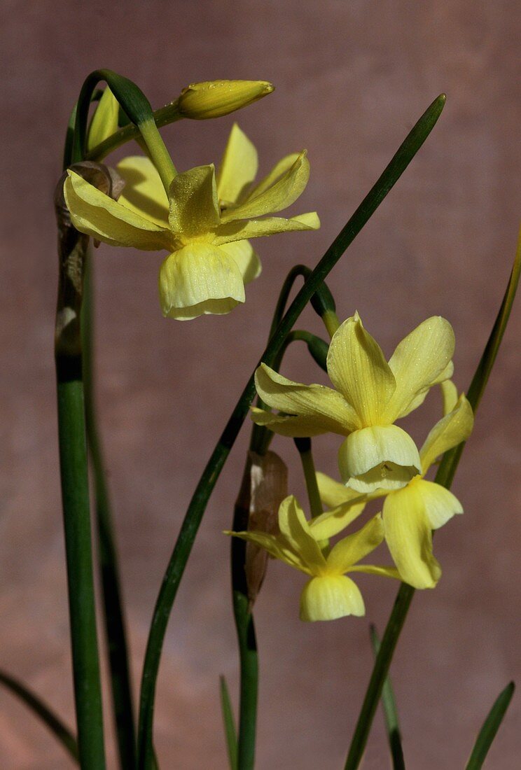 Daffodil (Narcissus 'Hawera')