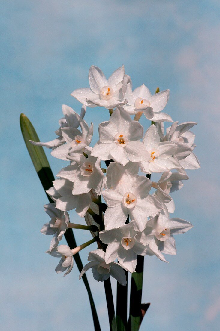 Paperwhite Daffodil (Narcissus)