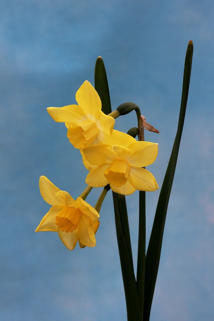 Daffodil (Narcissus 'Quail')