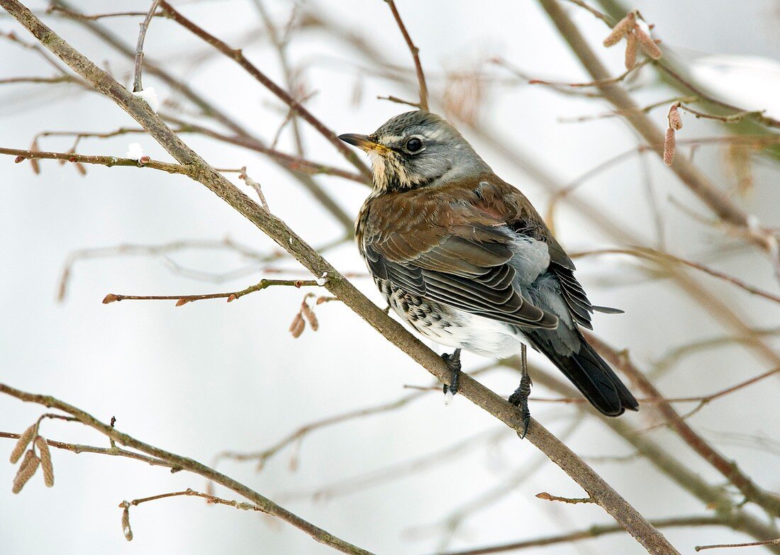 Fieldfare perching in a tree