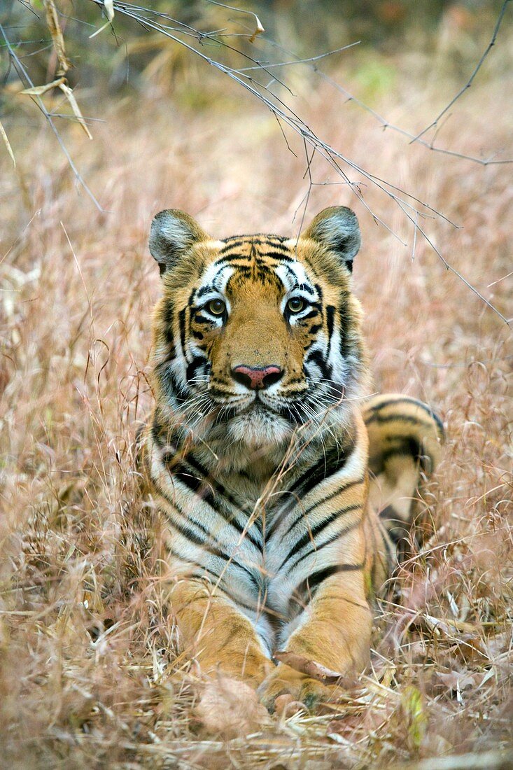 Male Bengal Tiger