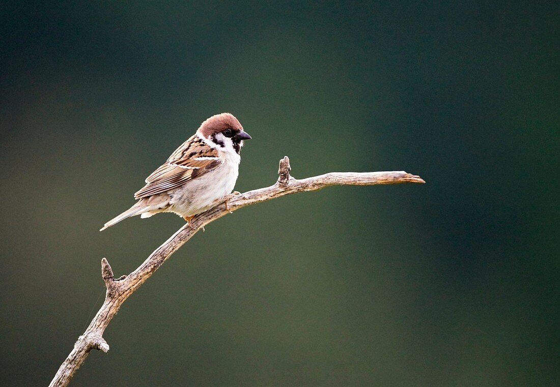 Male Tree Sparrow