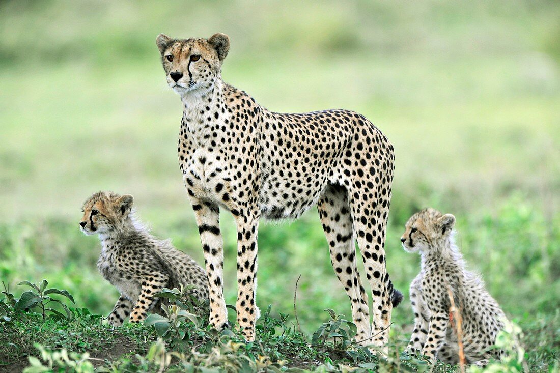 Mother cheetah and cubs