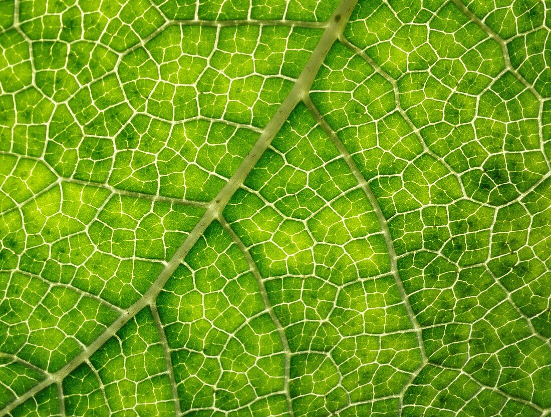Gunnera plant leaf veins