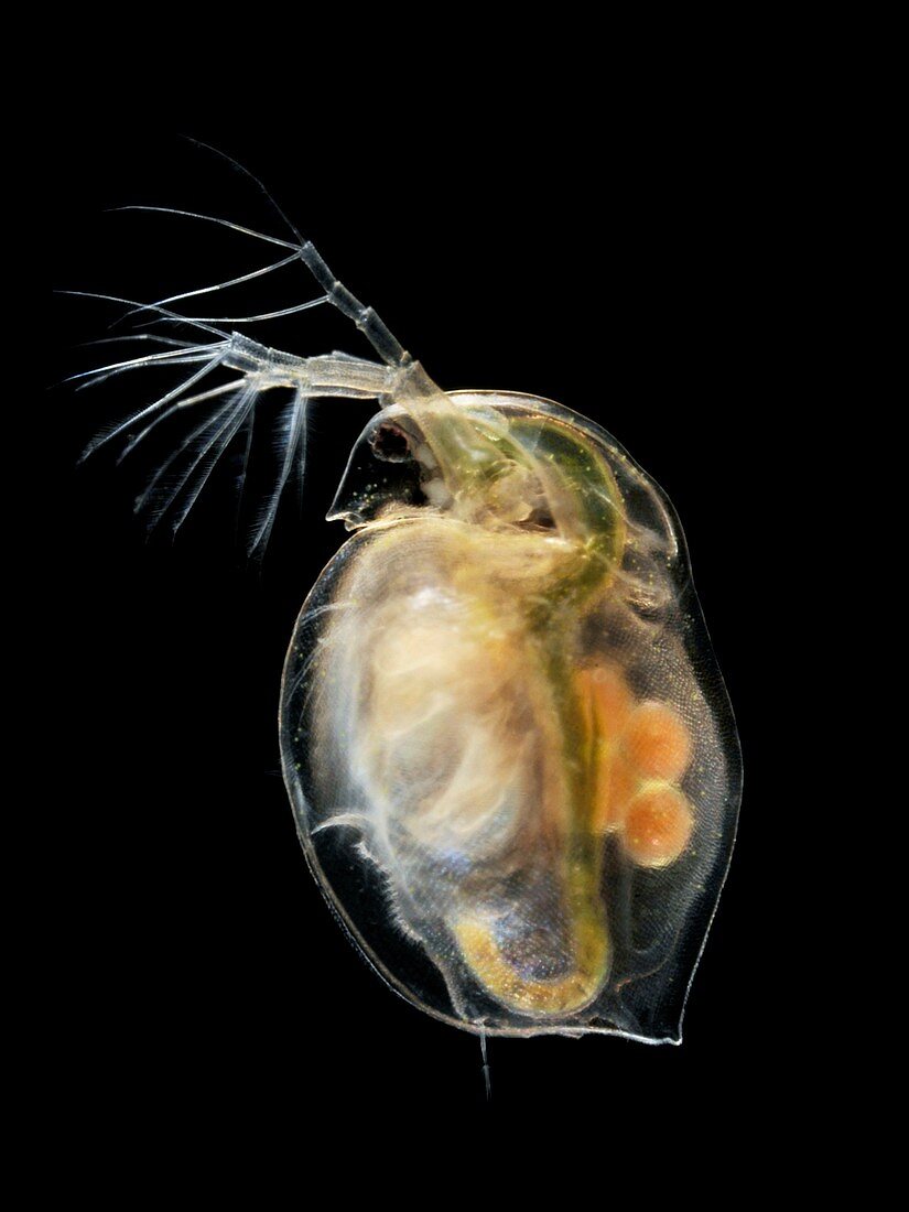 Water flea