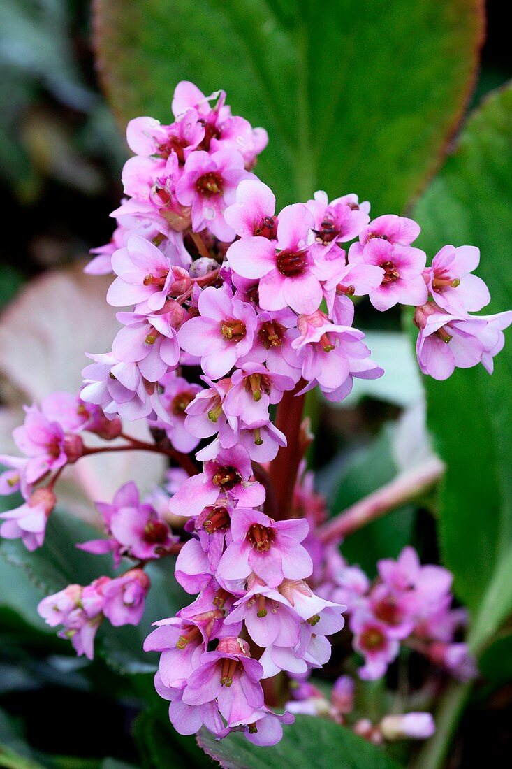 Bergenia cordifolia