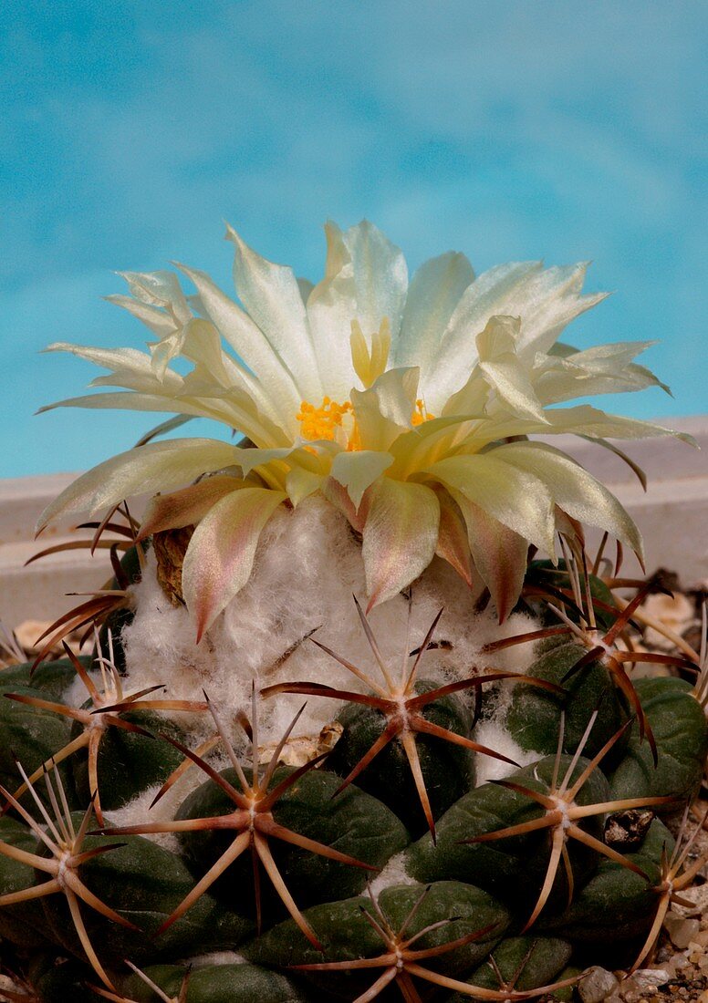 Coryphantha andreae