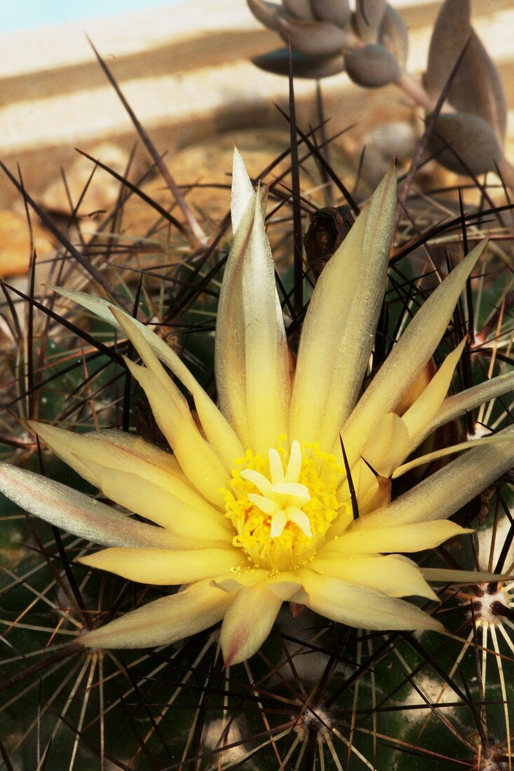 Coryphantha radians