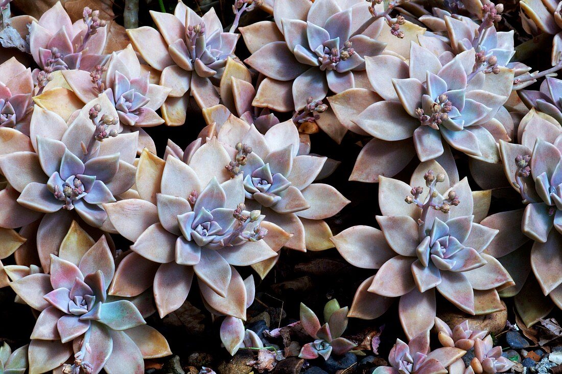 Graptopetalum paragayensis