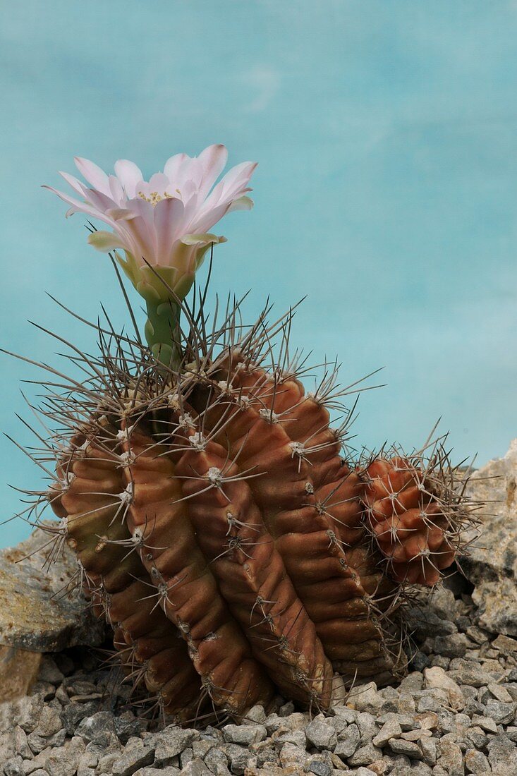 Gymnocalycium mihanovichii