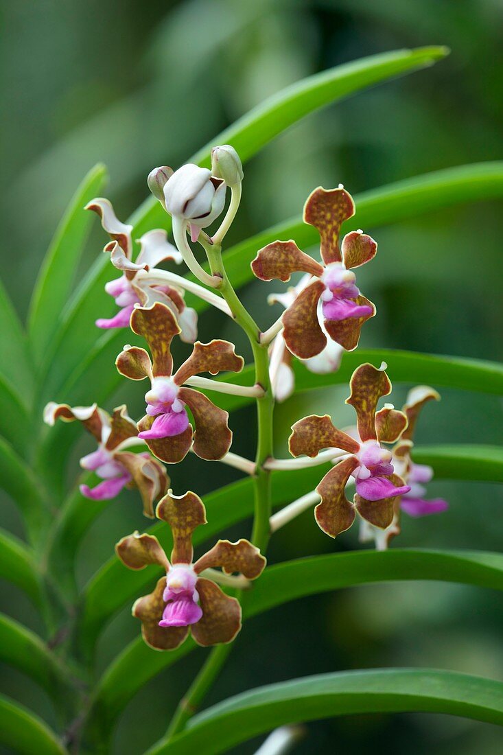 Orchid (Vanda tessellata)