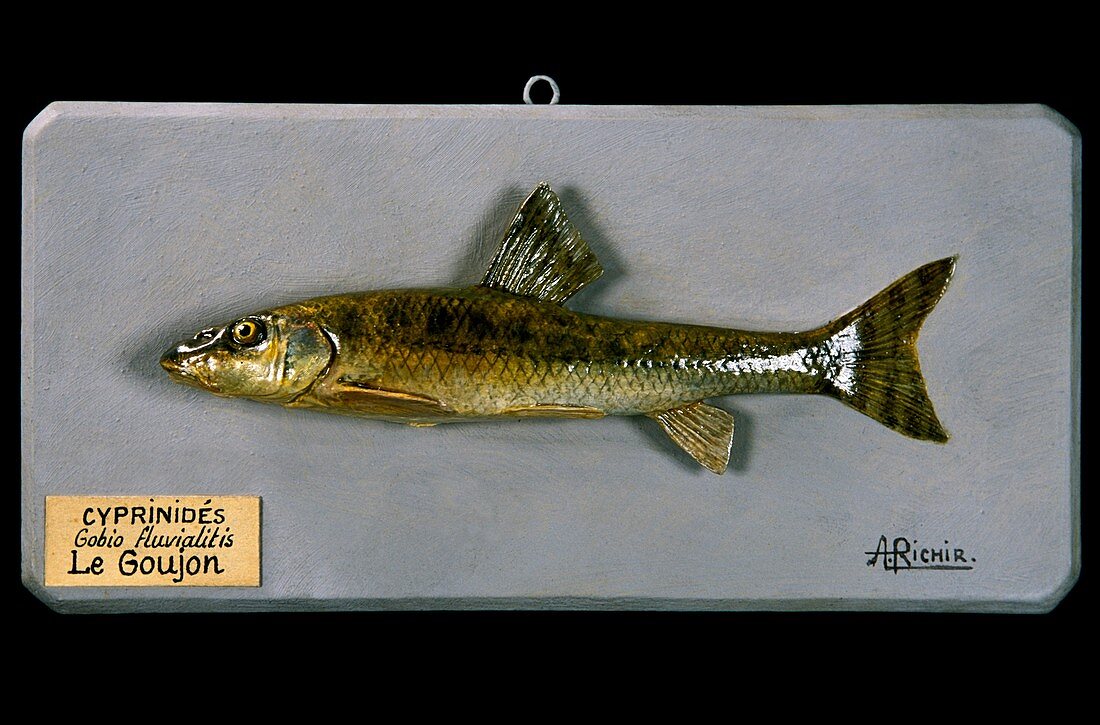 Historical model of a gudgeon