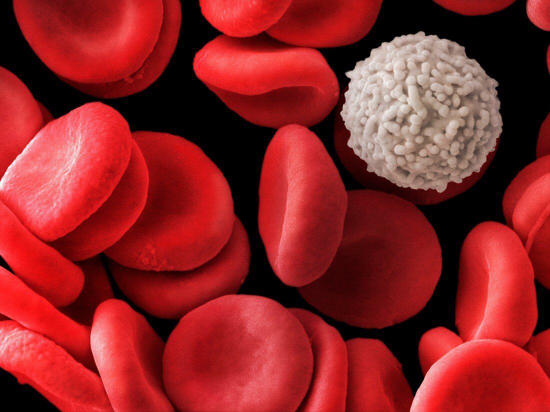 Red and white blood cells,SEM