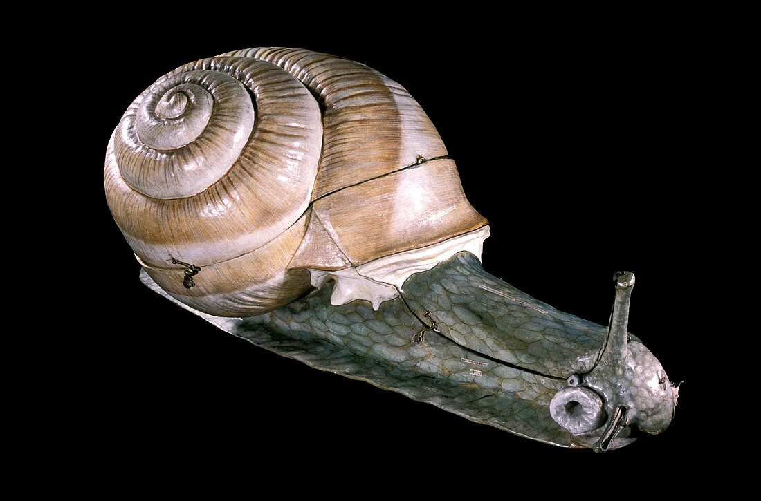 19th century anatomical model of a snail