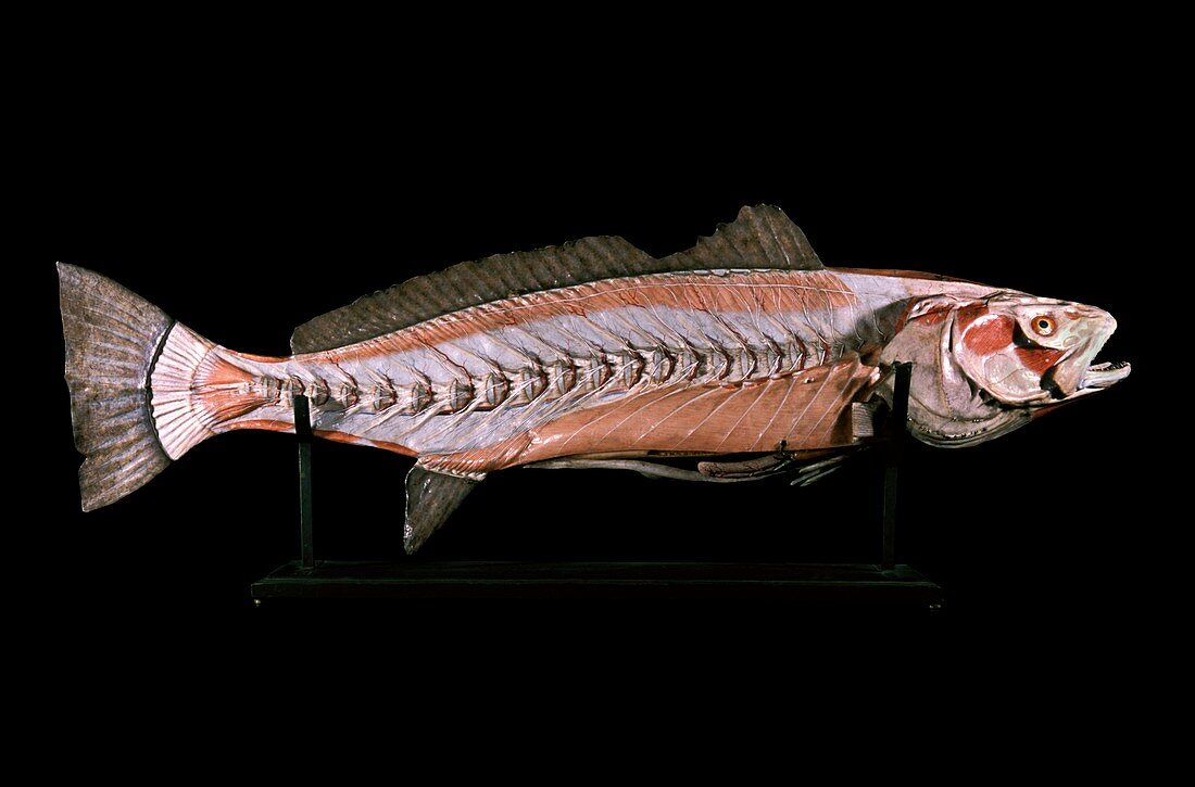 19th century anatomical model of a salmon