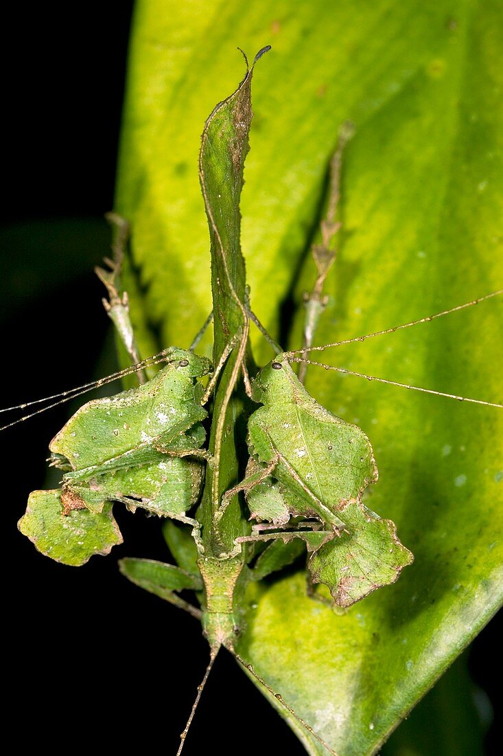 Leaf-mimic katydids courting