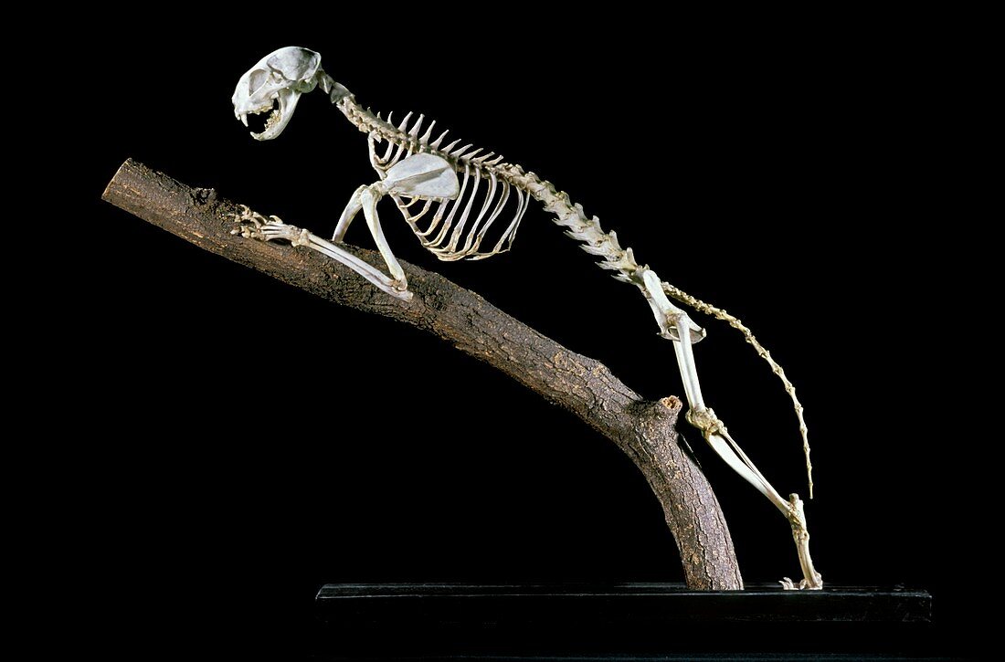 19th century cat skeleton
