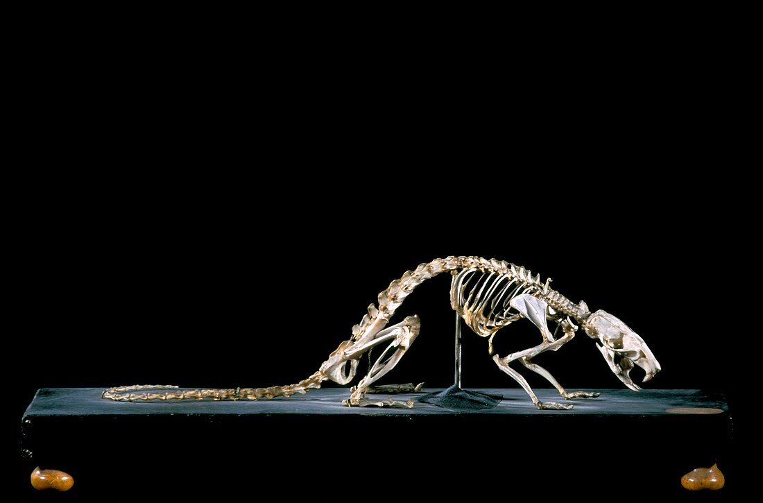 19th century rat skeleton