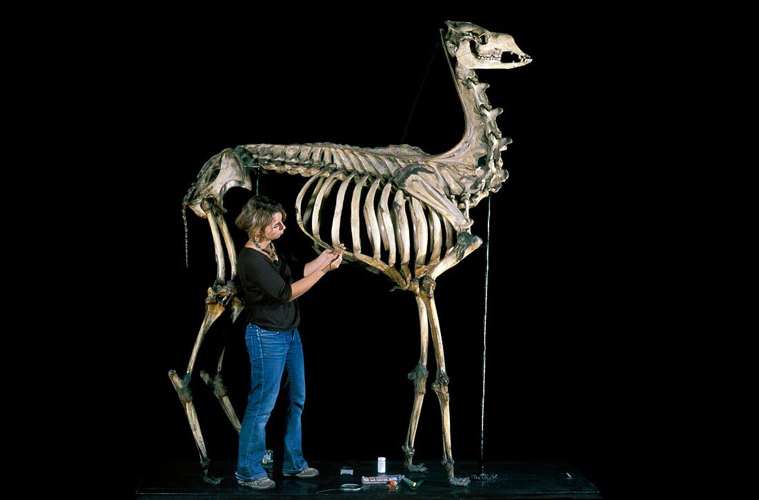 19th century camel skeleton