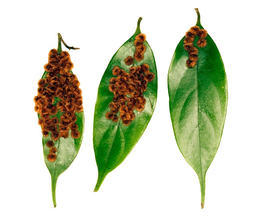 Rainforest leaf galls