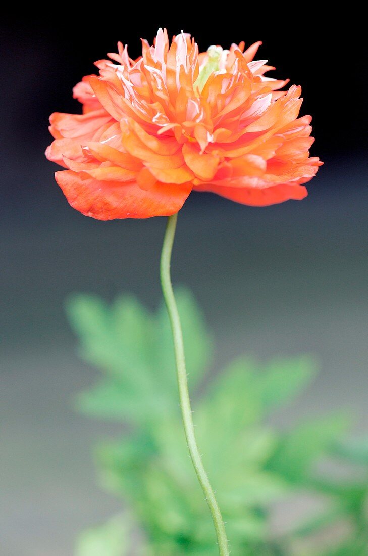 Meconopsis cambrica 'Aurantiaca'