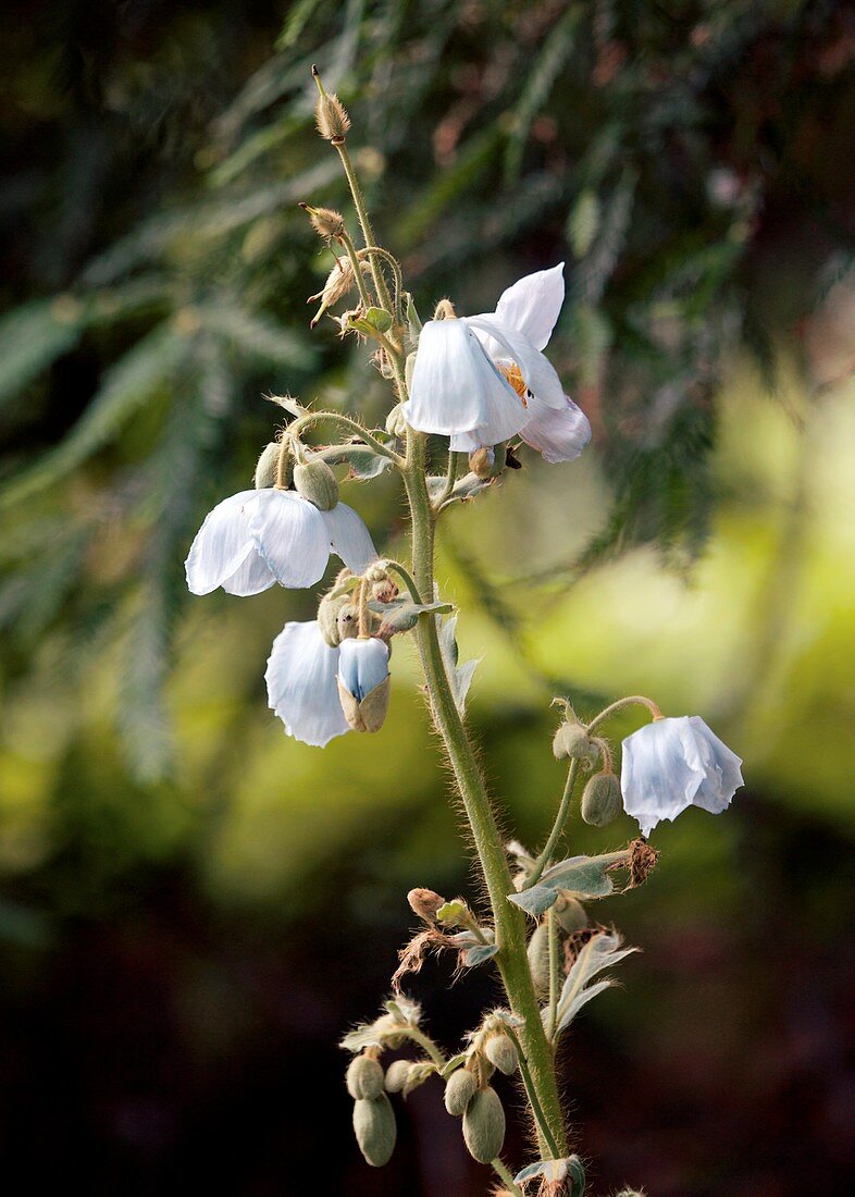 Satin Poppy (Meconopsis napaulensis)