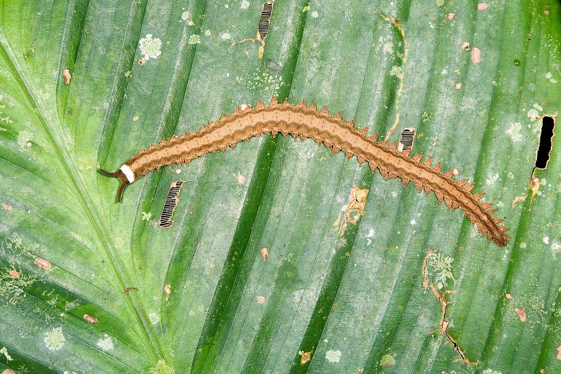 Velvet worm