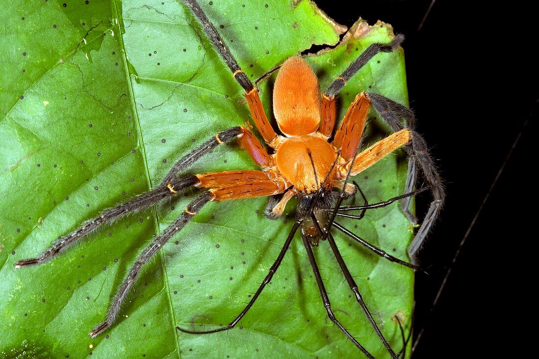 Platorid crab spider feeding on a spider