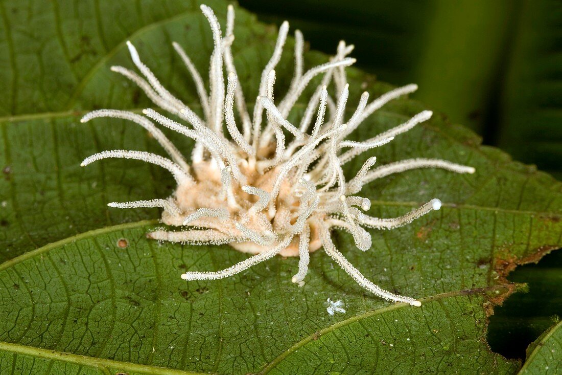 Cordyceps fungus on an insect