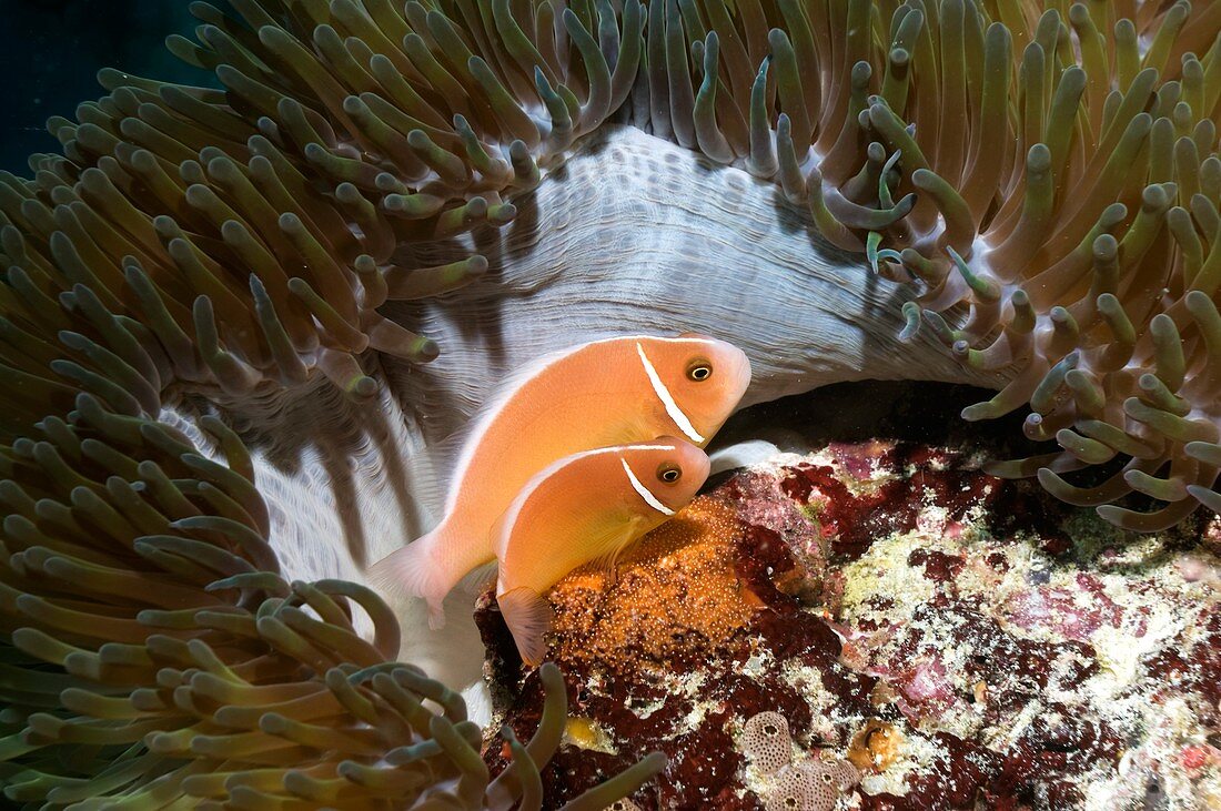 Anemonefish spawning eggs