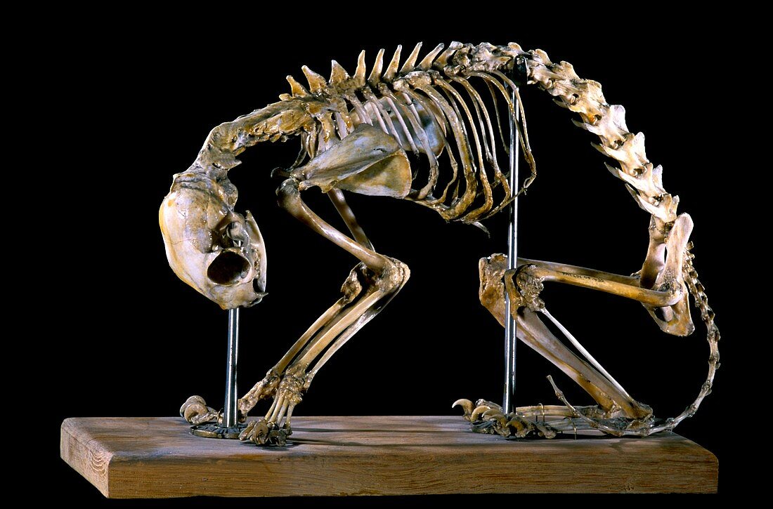 19th century deformed cat skeleton