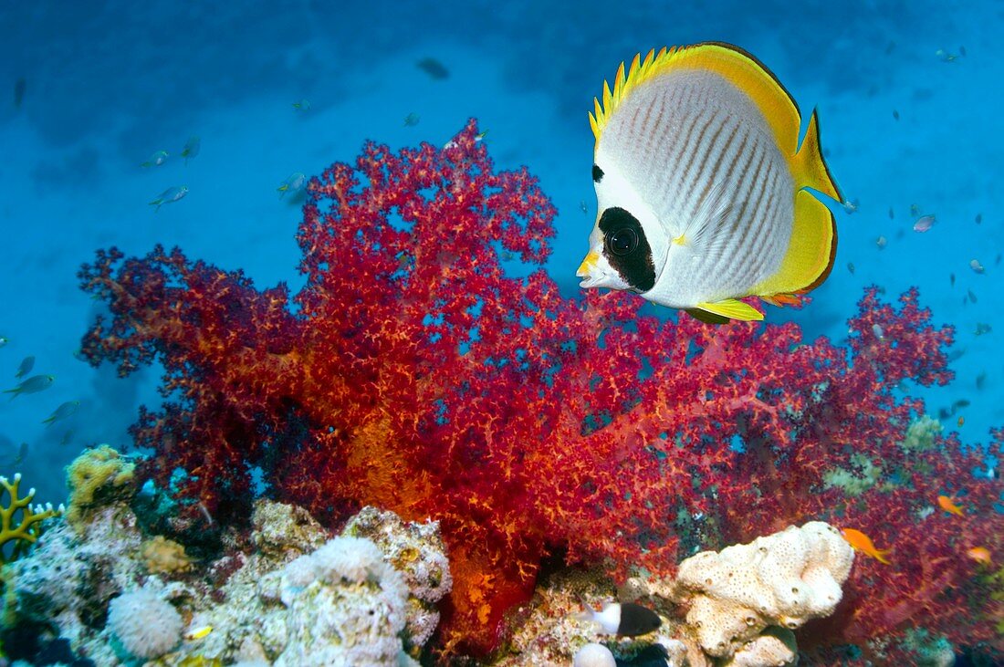 Panda butterflyfish