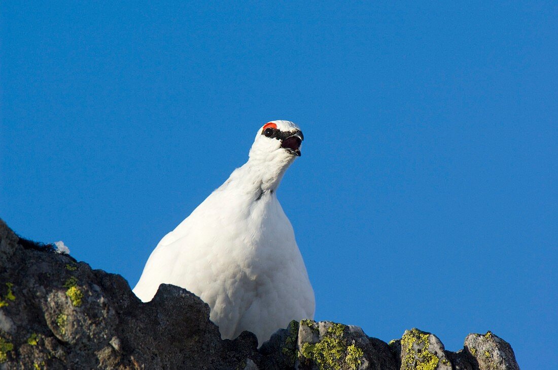 A male Ptarmigan