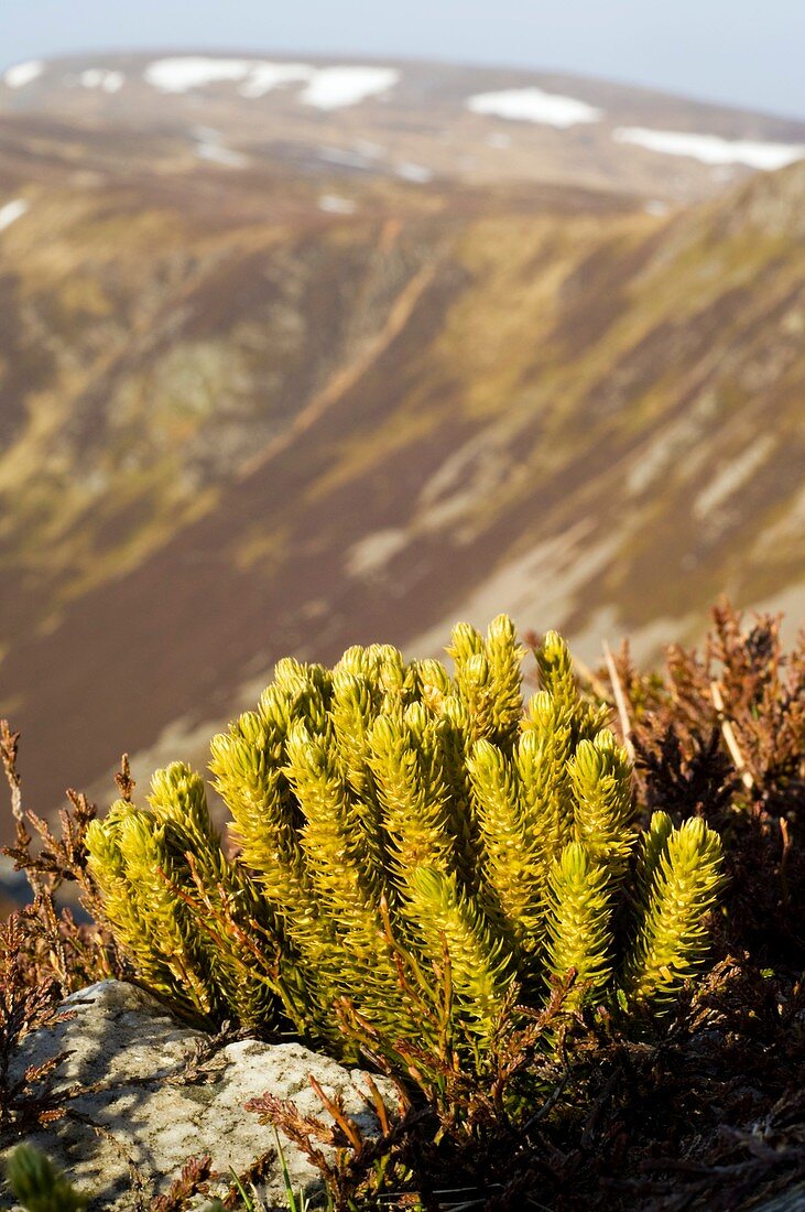 Fir clubmoss (Huperzia selago)