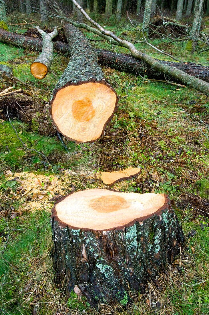 A felled tree trunk