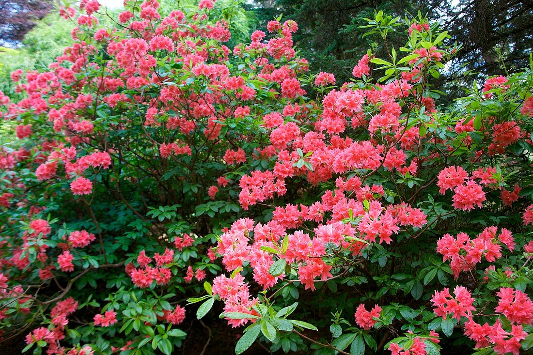 Rhododendron 'Norma'