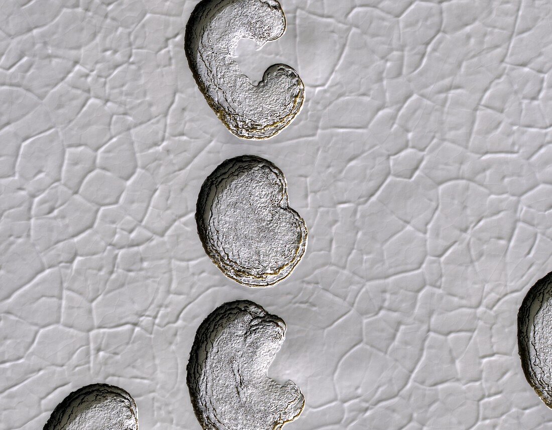 Ice cap erosion on Mars,satellite image