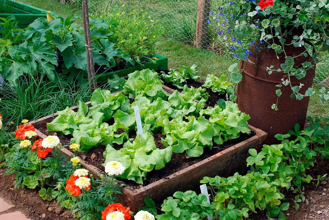 Bed of Lettuce (Lactuca 'Tom Thumb')