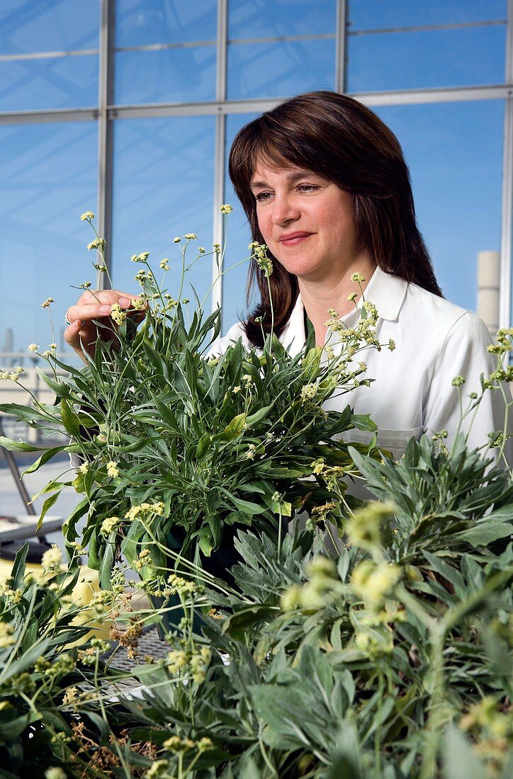 Guayule plant research